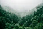 泄漏还是溢出？——中国森林碳抵消项目的溢出效应
