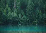 Forest vegetation increased across China’s carbon offset projects and positively impacted neighboring areas
